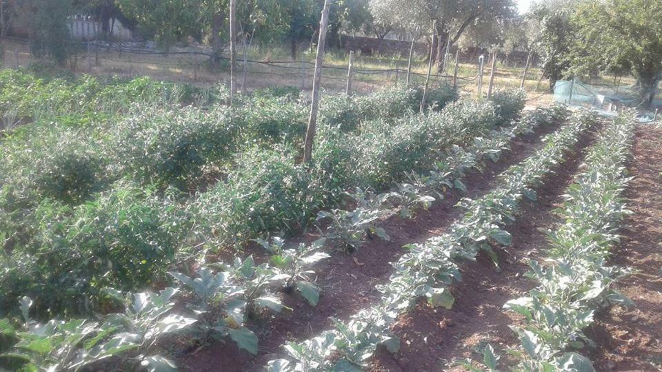 Agriturismo Tre Santi Villa Padula Dış mekan fotoğraf