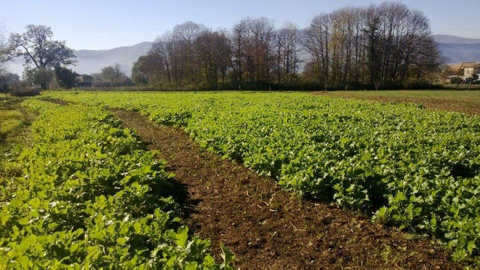 Agriturismo Tre Santi Villa Padula Dış mekan fotoğraf