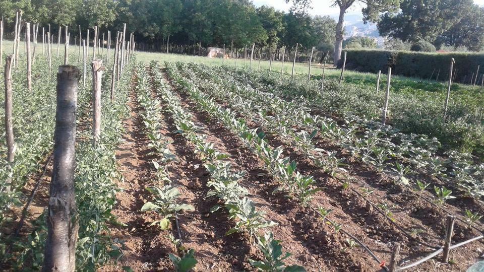 Agriturismo Tre Santi Villa Padula Dış mekan fotoğraf